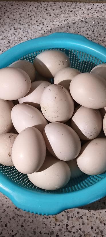 bala ordək: Lal ördək yumurtası, mayalı. iri sortdu — 1