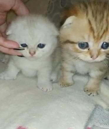 qax heyvan: Шотландская — 10