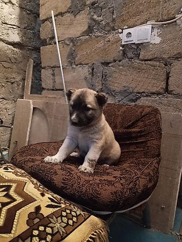 İtlər: Alabay, 1 ay, Dişi, Ünvandan götürmə — 1