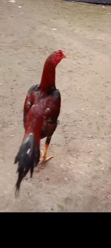 xoruz adlari: Heyrati bakidadir 11 ayligdir tam saglam doyuskendir vidolarida var — 2