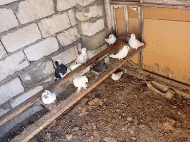 Heyvanlar üçün mallar: Razlawma yoluna tutlmad hamsi Təsvir: - Şəkillərdə gördüyünüz kimi — 1