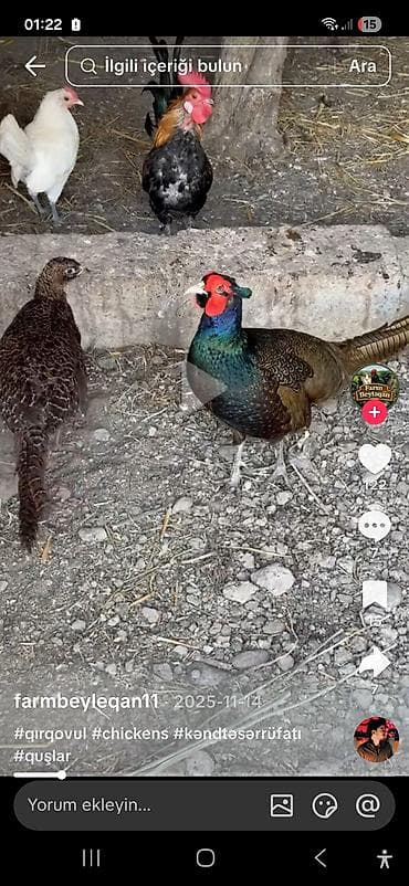 bildircin satisi tap az: Qırqovul cütlüyü yumurtlayan fere 1 yaş — 1
