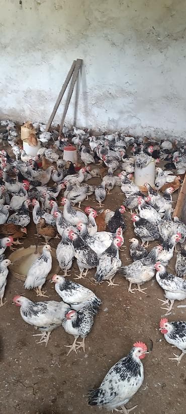 bakida at bazari: Məhsul: Yumurtalıq və ətlik yerli cins toyuqlar (xüsusilə ağ-qara — 4