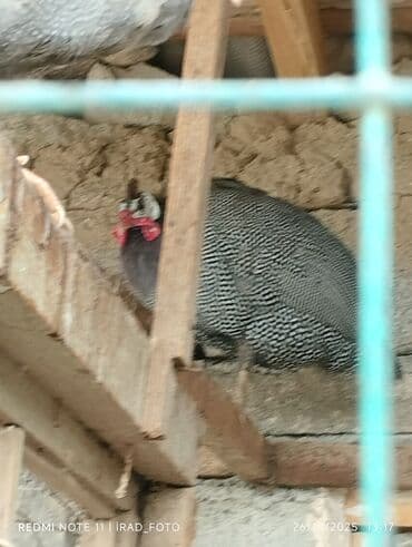 xacmaz heyvan bazari: Satılir unvan babek seher nehrem qesebesi — 2