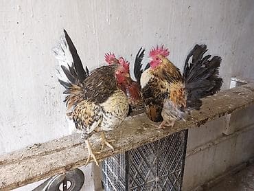 xoruz satişi: Toyuq, Damazlıq — 7