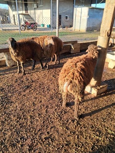 qoyun şəkli: Ətlik quzular diri çəkisi 9 m Biləsuvarda əlaqə — 8