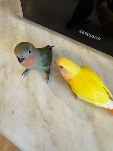 PAPUQAY NERAZLUCNIK ( SEVDA PAPUQAYI ). Əl quşlarıdı. Əldə böyüdülüb