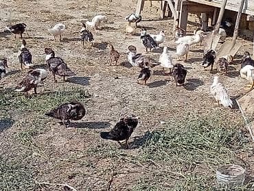 Ördəklər: Lal ordəy balalari - - Rənglər: ağ, qara-ağ, qəhvəyi, qarışıq ləkəli — 5