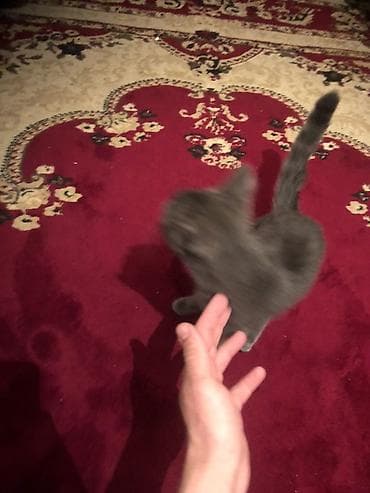 heyvan satışı: Yaxşı əllərə — 4