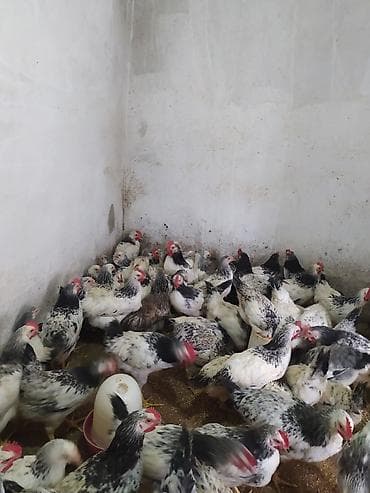 yumurtlayan toyuqlar satilir: Toyuq cücələri, Ətlik — 6