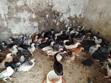 ev quş: Salam 60 gumluk cucelerdir 100 ededdiricinde coxlu sayda xarkov — 1