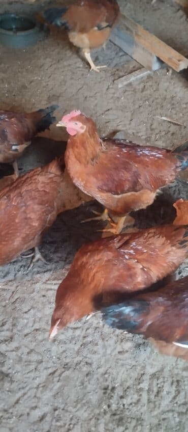 toyuq qiyməti: Xoruz 7 aylıqdır diri çəkisi 2 kilo yarımdır ünvan buzovnada yerləşir — 3