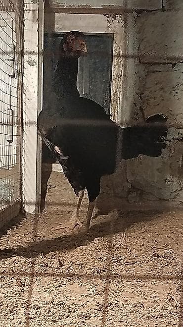 Yemlər: Xoruz, il: 1, Ünvandan götürmə — 1