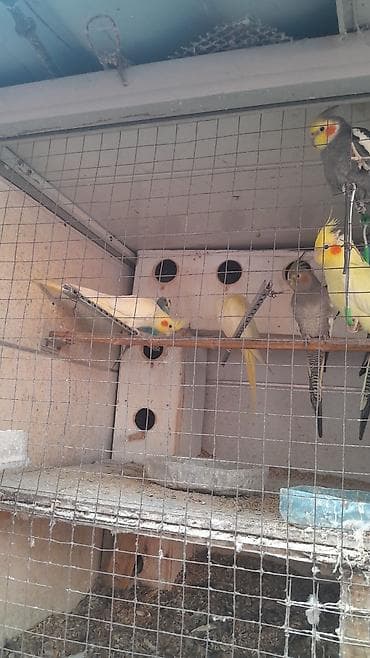 quşlar: Korella 30 — 5