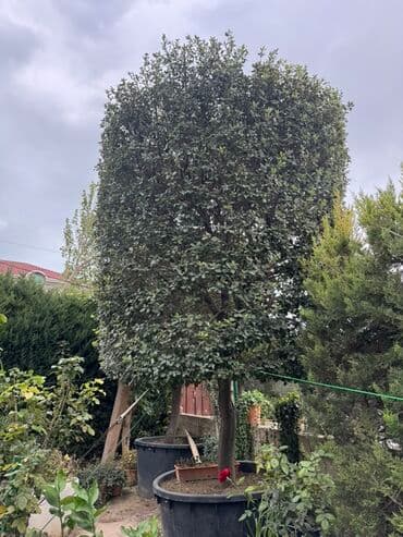 daş stəkan: Daş Palid Ağcı Boyu 5 metir həcmli dekorativ həmişəyaşıl ağac Tel — 1