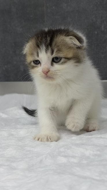 ağ kəklik: Şotland — 4