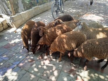 Yemlər: Erkək, Qala, il: 1, 24 kq, Damazlıq, Ünvandan götürmə — 2