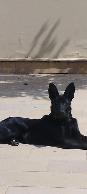 Heyvanlar üçün mallar: Alman çoban iti, Erkek — 2