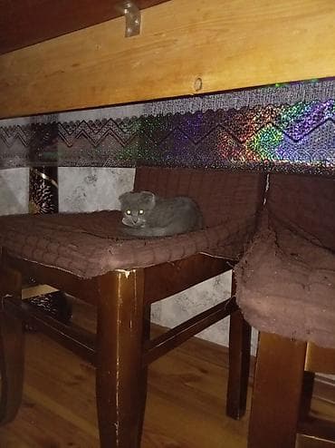 манчкин кот цена бишкек: Британская вислоухая, Самка, Самовывоз — 3