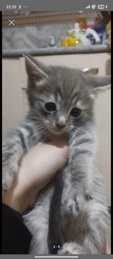 pisiylər: Şotland, Erkək, Yaxşı əllərə, Ünvandan götürmə — 5