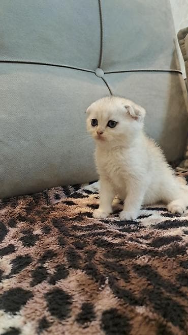 шиншилла: Шиншилла — 1