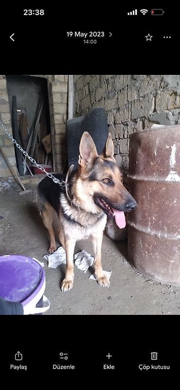 ingilis setteri it cinsinin digər adı nədir: Alman çoban iti, Erkek — 3