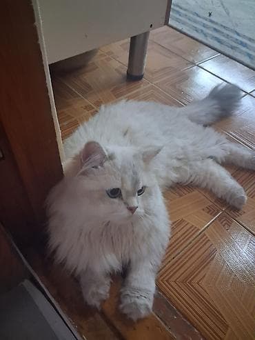 cutles: Şinşilla, Erkək, Yaxşı əllərə, Ünvandan götürmə, Ödənişli çatdırılma — 4