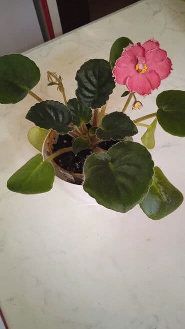 Цветущие сортовые фиалки.По 8м