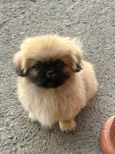 it yuvasi: Pekines, 2 ay, Dişi, Peyvəndli, Rayonlara çatdırılma — 6