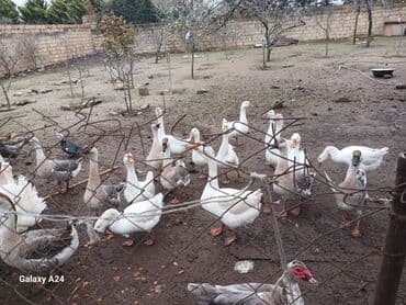 Erkək, Damazlıq lalafo.az -da Erkək, Damazlıq