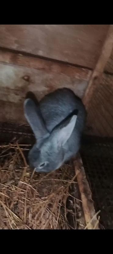 dovsan satisi: Məhsul: Dovşanlar (bir neçə fərqli rəng və ölçüdə) 32 ədəd dovşan — 6