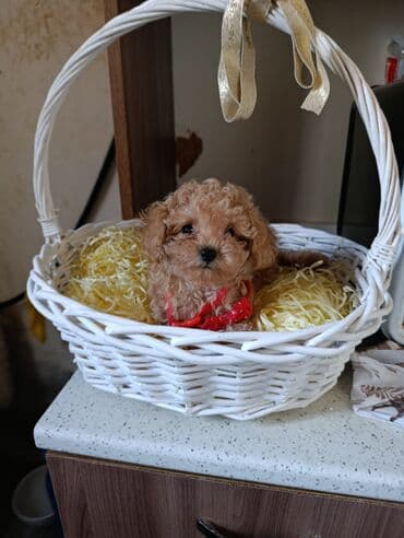 xaski iti qiymeti: Pudel — 2