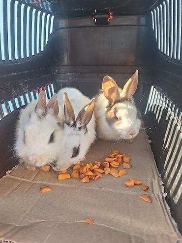 dovşan haqqında melumat: Miniatür dekorativ dovşanlar - Növ: dekorativ/mini lop tipli qarışıq — 1