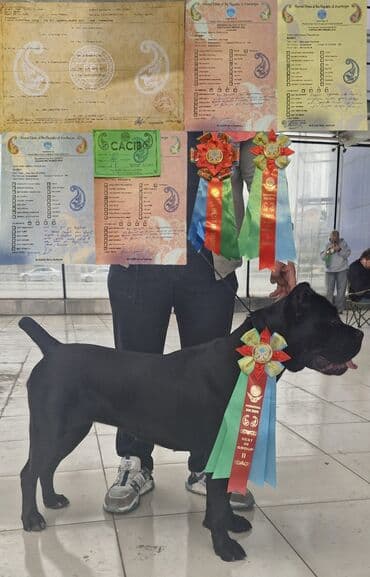 it yuvasi: Kane-Korso, Erkek, Sənədli, Ünvandan götürmə — 11