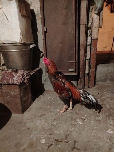 arı şəkilləri: Xoruz, il: <1, Ünvandan götürmə — 1