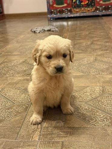 qara afcarka balası: Retriever, Dişi — 4