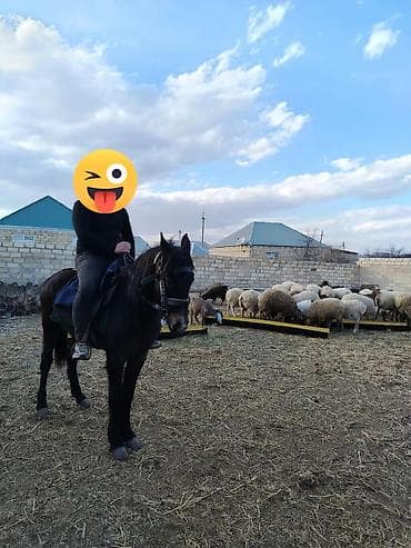 K/t heyvanları üçün mallar: Sakit maydan di 30 35 yorqasi var bogazdi — 3
