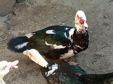 dişi alabay: Dişi, | Lal ördək, Ətlik — 3