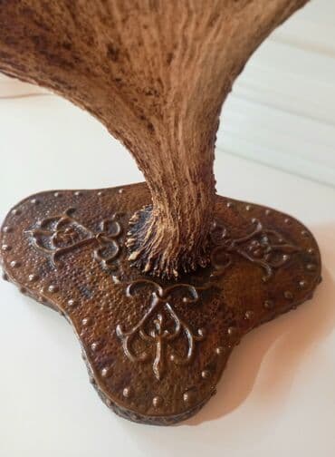 декоративные головы животных на стену: Maral ( sığın) buynuzu, dekor üçün divara asmaq yeri var. Keçən əsrin — 5