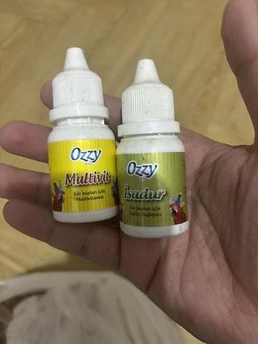 papuqay sesi: Sarı-yaşıl rəngli dalmatin naxışlı 1 ədəd erkək (papuqay) satılır — 9