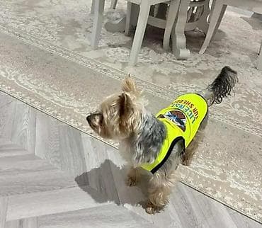 Geyimlər: Salam york Satilir pasportu var bütün privivkalari vurulub, yemeyi — 2