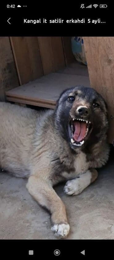 pulsuz itlerin verilmesi: Kangal it satilir — 1