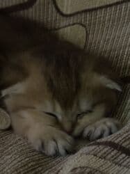 pişiy balası: Qızıl şinşilla, Erkək, Dişi, Yaxşı əllərə — 11