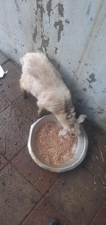 Satılır: Ana 3 balasi ile birlikde. Məhsul təsviri: - Şəkillərdə olan