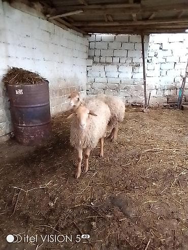 Asia: Qiymət cütünə ayıdır cütü 520 m Bu quzular satılır istəyən olsa yazsın — 2