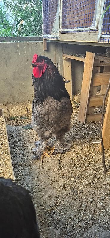 brama cucesi: Brahma cinsindən dekorativ toyuqlar və xoruzlar - Rənglər: qara (ipək — 8