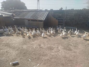 Satışda: ördək sürüsü - Növ: ev ördəkləri (ağ, boz və qarışıq