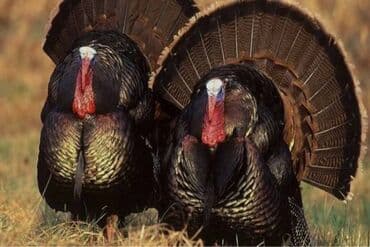 maqnitola satilir: Hinduşqalar satılır — 2