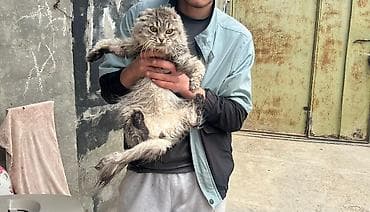 Şotland uzun tüklü, Yaxşı əllərə