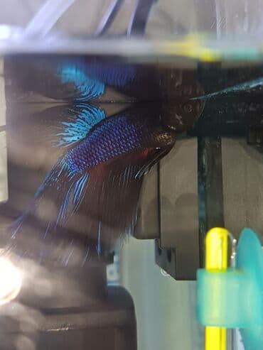 it satışları: Betta (Petuşok balığı), Sülhsevər — 4